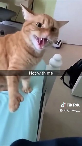 Funny Cats: Hilarious Black Cat Moments