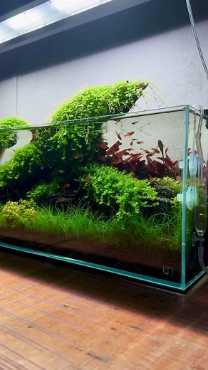 MJ | Aquascaping on Instagram: "Who remembers this layout? 😌 . . 👉🏻Be sure to SUBSCRIBE to my YouTube channel: YouTube.com/mjaquascaping 👉🏻10%DISCOUNT on CO2Art with code: Amsterdam #Aquascaping #Nanocube #fishtank #plantedtank #shrimptank #co2 #ada #plants #nanoaquarium #moss #natureaquarium #aquascape #betta"