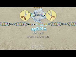 CRISPR／Cas9的限制 - 「off-target」脫靶效應@【基因啟示-解碼與編輯】片段