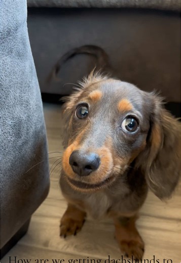 Effective Techniques to Stop Dachshund Barking