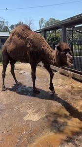 2K views · 88 reactions | Peggy the Camel enjoys playing in the puddles after the Keepers empty the water trough. | Hunter Valley Wildlife Park | Facebook