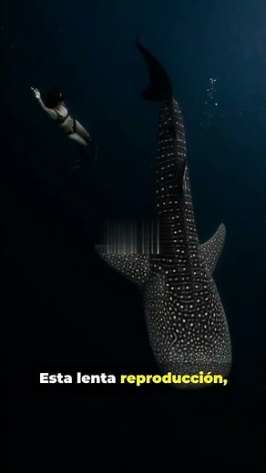 El tiburón ballena: el pez más grande del mundo 🐋🐟