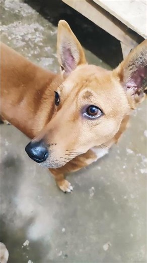 🤣🤣🤣 #shortfunnyvideo #mickeydog#dogshorts #viralvideo #shorts