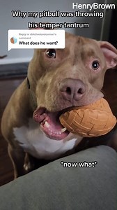 That look at the end screams ‘brain cell not found’ 😂 | Pablo The Bully