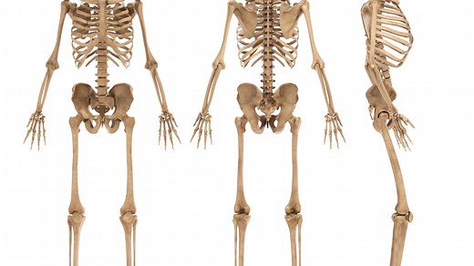 How many bones are there in the human body?