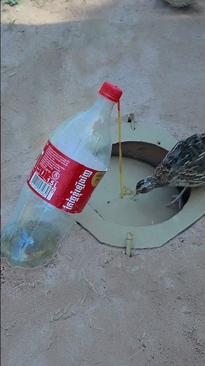 Quick Unique DIY Bird Traps #youtubeshorts