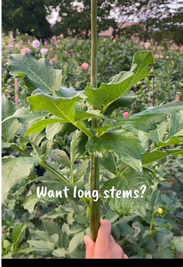 Want long stems? It’s very simple. You must cut deep! Depending on the variety, aim to cut past 2-3 leaf sets. This stem was a solid 36” long. 😎 This is dahlia Askwith Minnie and the plant was still plenty tall after this cut. 🌱✂️💐 #dahlia #dahlias #flowerfarmer #cutflowers #cutflowergarden