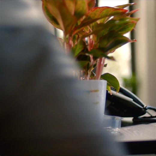 Reach your full plant potential with quality Vigoro care— exclusively at The Home Depot. | The Home Depot