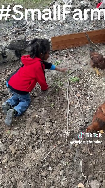Small Farm Homesteading: A Family Journey with Chickens