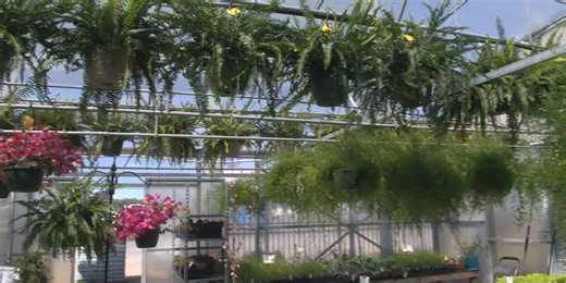 Keeping plants safe from the cold