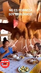 Si no sabe de "refrigeración-ventilacion ecologica avícola plumífera" no opine. 🐓🤌😁😂🥵 #tendenciasavícolas #refrigeraciónavícola #ventilacionplumifera | NO FUÍ Yo LOCO