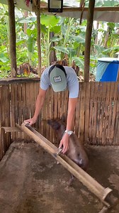 1.7M views · 19K reactions | feeding time napod sa atong mga alaga  #feedingtime #feedtime #hograiserlife #pigfeed #baboyan | Tugkaron vines | Facebook