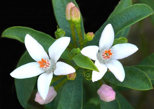 Eriostemon myoporoides, Philotheca myoporoides