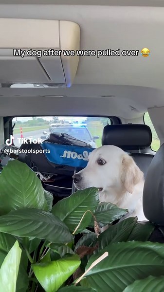 Dog Knows Something's Up After Traffic Stop 😂