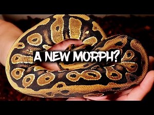 Is this a new Ball Python Morph?