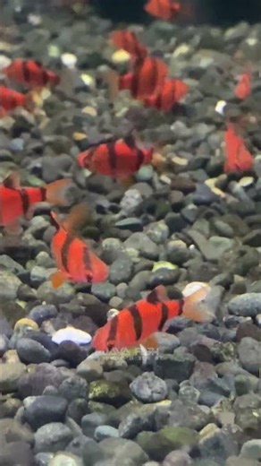 red sumatra barb❤️ #aquarium #fish