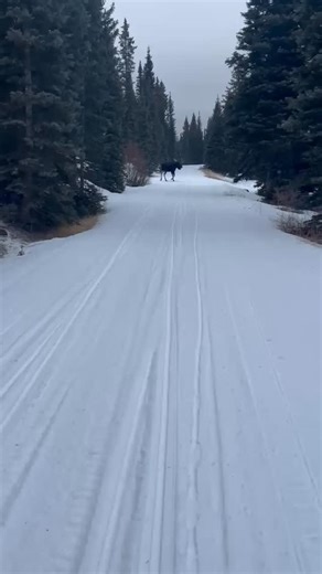 Snowmobile Adventures on Instagram: "Our guide @acornrootrock had a cool Moose sighting while on tour yesterday. These low snow conditions have a lot of the wildlife hanging around up high still. @unchartedsociety @skidoo @skipurg @visitdurango #moose #snowmobiling #durangocolorado #purgatoryskiresort #tour"