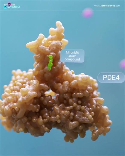 Mironid renal disease dyalisis prevention 3D video 3DforScience