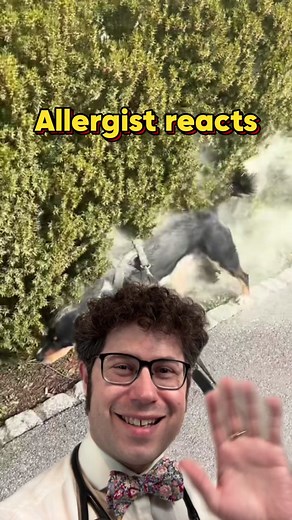 Can Dogs Be Allergic to Pollen? Symptoms and Treatment Explained