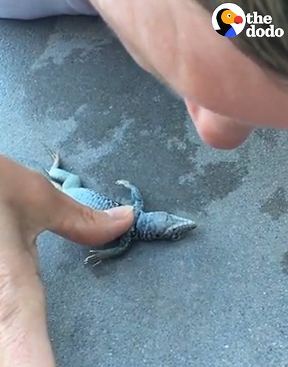 65M views · 27K reactions | This little lizard was drowning in a pool — so this woman performed CPR to save him. | The Dodo | Facebook