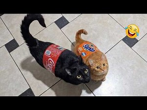 Impossible Not to Laugh 🤣😹 Funniest Cat Clips 2026