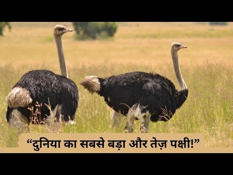 "The Complete Story of Ostrich | The World's Largest Bird | Ostrich Facts in Hindi | Animal Docum...