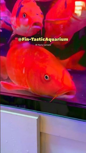 5 Simple Tricks to Instantly Improve Your Koi Fish Care