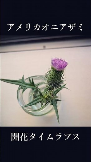 アメリカオニアザミの蕾が開花するまでのタイムラプス #shorts #アザミ #タイムラプス