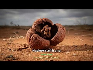 Nature's Most BIZARRE Plants 🌿