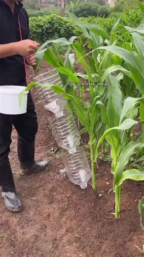 🌱 Hortas - Ideias 🌱 on Instagram: "O passo a passo completo para você ter sua hortinha produtiva em casa já está disponível! Quer o manual/curso completo? Acesso site do meu perfil @hortas_ideias Agora você pode aprender a cultivar diversos alimentos orgânicos na sua casa, MESMO QUE NÃO TENHA ESPAÇO. Veja alguns dos orgânicos que você vai produzir: 🍓 Morangos bem desenvolvidos 🍇 Uvas docinhas 🥑 Abacates no vaso é possível com nossas técnicas 🍍 Abacaxis suculentos 🍅 Tomates bem cuidados e