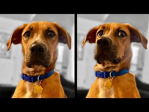 Dog Finds Out He's Adopted