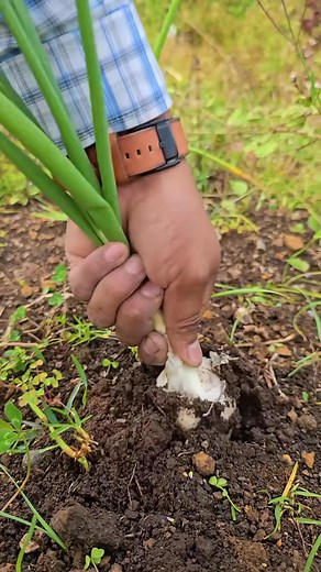 Make your own natural insect repellent using garlic, onion, and detergent powder — a cheap, effective, and eco-friendly way to keep fruit flies and other pests away. 龍 | Agricultural knowledge | Facebook