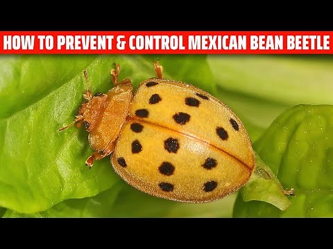 Mexican Bean Beetle- How to prevent and control it