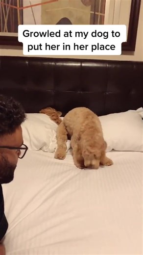 The growl works 😳 #Gameplay #doglove #dogsoftiktok #cutepuppy | Luna Cockapoo