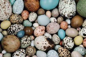Bird eggs may be shaped by the way their mother flies
