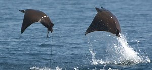 10 Amazing Mobula Ray Facts - Our Planet