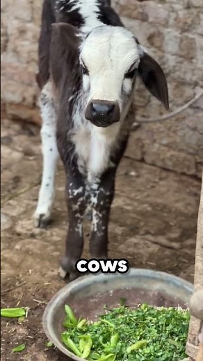 These cows are filling up like balloons 😳🐄