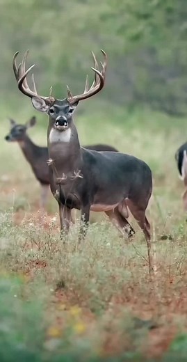 Exploring Whitetail Bow Hunting Adventures