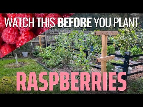 Start a New Raspberry Patch: DIY Trellis and Planting Tips
