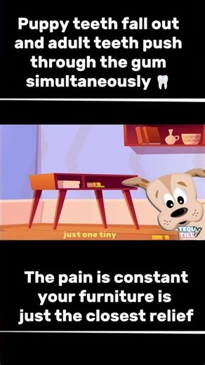 Why Is My Puppy Chewing Everything? (The Real Reason Will Shock You) 😳🦷#shorts