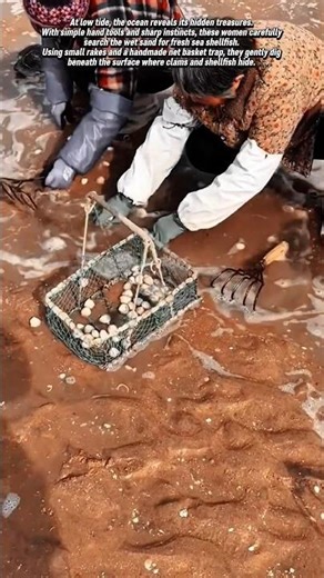 Traditional Shellfish Hunting at Low Tide! #shorts