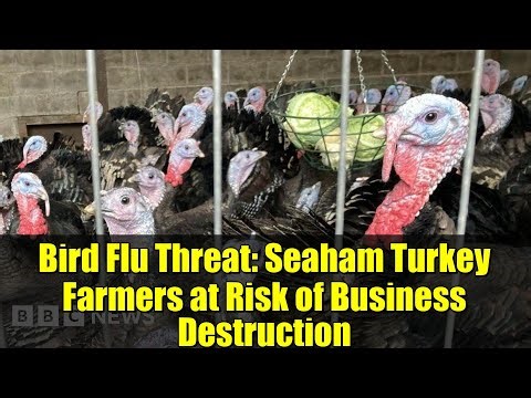 Bird Flu Threat: Seaham Turkey Farmers at Risk of Business Destruction