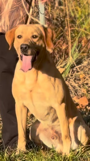 My handsome RocketMan! #labrador #outdoors #labradorretriever #yellowlab #yellowlabsquad #gundog #Alabama | Transformed Training