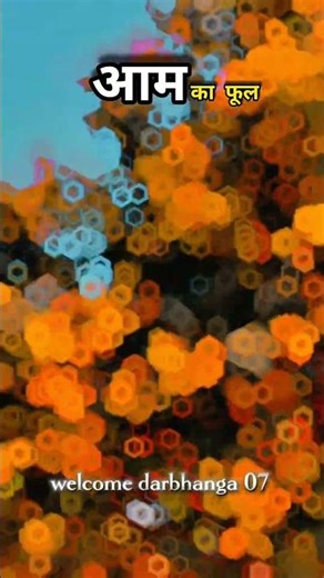 aam ka phul♥️viral#vidio#senemetik#vidio#insta#reel#viral#vidio#inst#reel#viral#virio#youtube#reel