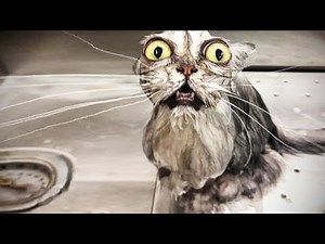 Vidéo De Chat Drôle ✪ Essayer De Ne Pas Rire #9