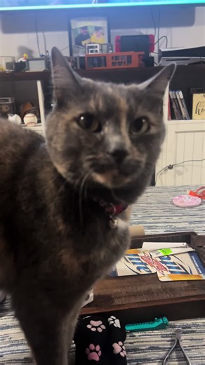 Discover Adorable Tortoiseshell Cats in Action