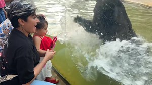 Exploring the animal kingdom with my little cub for the first time ♥️😍 her excitement was as big as the elephant! 🐘 | Saara Abeywardane