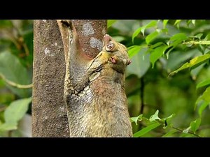 A malayan colugo (with baby)