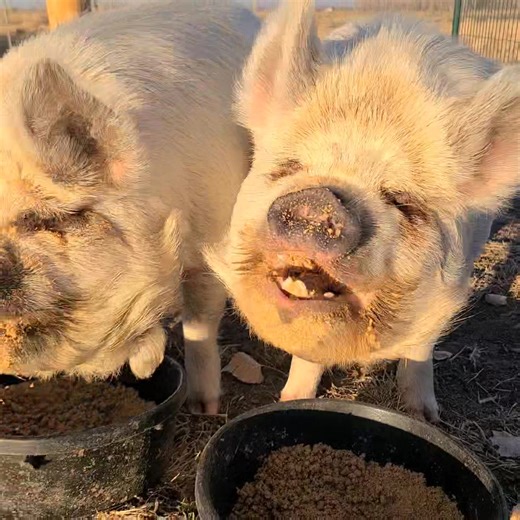 Borus and Banjo are pig feed diggers. 😂 | Polly the Performing Princess Pig