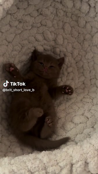 Caring for British Shorthair Kittens: Essential Tips